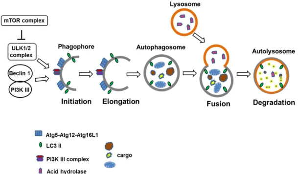 Fig.  2.  The  process  of  macroautophagy.  In  mammalian  cells,  the  ULK  complex  (comprising  ULK1/2-Atg13-FIP200-Atg101)  is  respon- respon-sible  for  initiation  of  autophagy  in  response  to  certain  signals