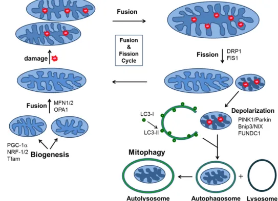 Fig.  3.  Schematic  diagram  showing  mitochondrial  homeostatic  processes  (adapted  from  ref