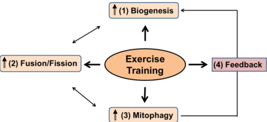 Fig.  4.  Proposed  model  of  exercise-induced  mitochondrial  turnover.  Exercise  is  suggested  to  stimulate  skeletal  muscle  mitochondrial  biogenesis,  dynamics  (fusion  and  fission),  mitophagy  in  an  effort  to  both  promote  de  novo  bios