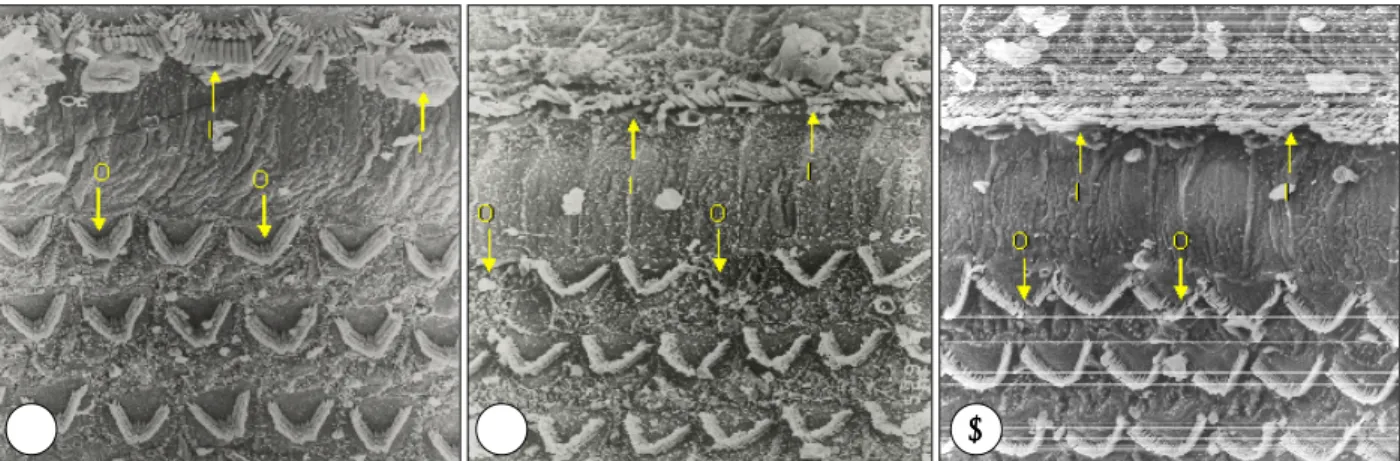 Fig. 9. Scanning electron microscopic findings in organ of Corti (H &amp; E,  ×400). A：Control group (Group 1)