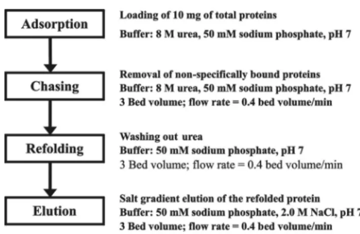 Fig. 1. Flow chart of solid-phase refolding. 