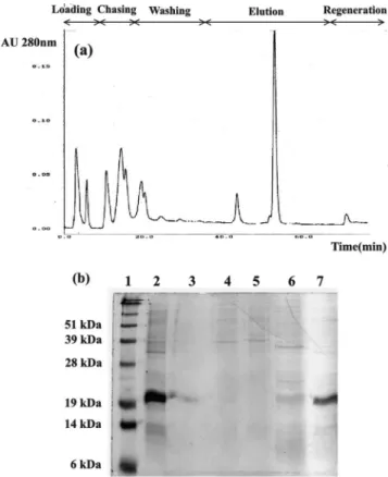 Fig. 5. Solid-phase refolding results in heparin-Sepharose col- col-umn. (a) heparin-Sepharose chromatogram, (b) SDS-PAGE of  heparin-Sepharose chromatogram (Lane 1: MW marker, Lane  2: solubilized IB, Lane 3: 3 min, Lane 4: 10 min, Lane 5: 13  min, Lane 6
