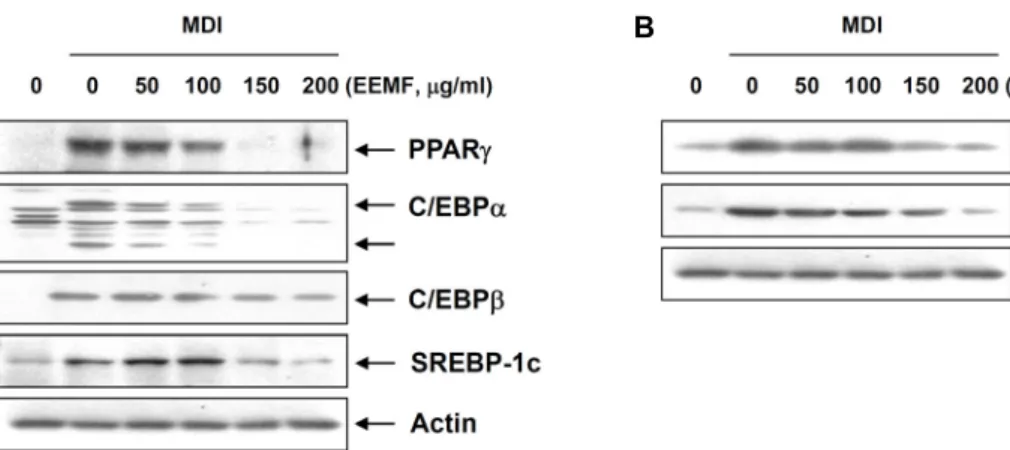 Fig.  4.  Effects  of  EEMF  on  the  levels  of  adipogenic  transcription  factors  (A)  and  adipocyte-specific  genes  (B)  expression  in  differentiated  3T3-L1  mouse  preadipocytes