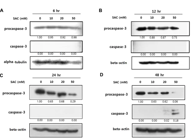 Fig.  2.  Effects  of  SAC  on  expression  of  procaspase-3  and  caspase-3  in  HeLa
