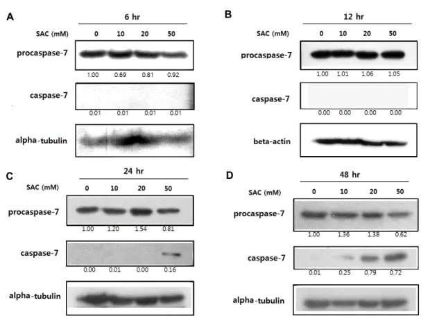 Fig.  3.  Effects  of  SAC  on  expression  of  procaspase-7  and  caspase-7  in  HeLa