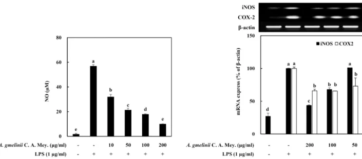 Fig.  2.  Effect  of  crude  extracts  from  A.  gmelinii  C.  A.  Mey.  on  intracellular  NO  level  (A)  and  iNOS  and  COX-2  gene  expressions  in  LPS-stimulated  RAW 264.7  cells
