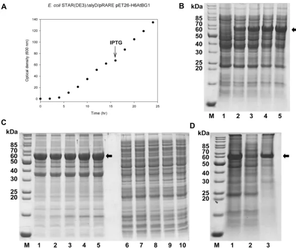Fig.  2.  Production  of  AtBG1  protein  in  a  large  amount.  (A)  Fed-batch  culture  of  recombinant  E