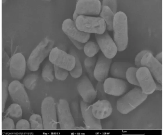 Fig.  1.  Scanning  electron  microscopy  of  B.  subtilis  E9-1.식품보존성 활성 확인B.  subtilis  E9-1가 생산하는 박테리오신이 식품보존제로서 가능성을 확인하기 위해 농축액을 이용하여 식품보존성 실험을 실시하였다
