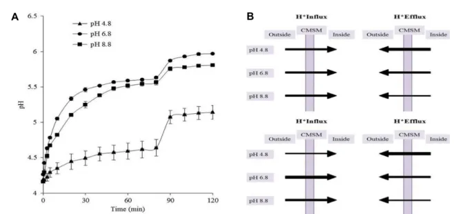 Fig.  3.  Proton  permeability  and  two  hypothetical  models.  (A)  Proton  flux  assay  of  intact  S