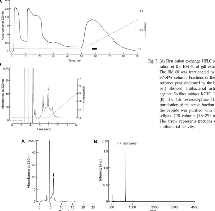 Fig.  4.  (A)  Final  purification  of  the  active  fraction.  The  peptide  was  purified  with  Capcellpak  C18  column  (4.6×250  mm)  column  and  an  isocratic  gradient  of  14%  acetonitrile  in  0.1%  TFA  at  a  flow  rate  of  1.0  ml/min