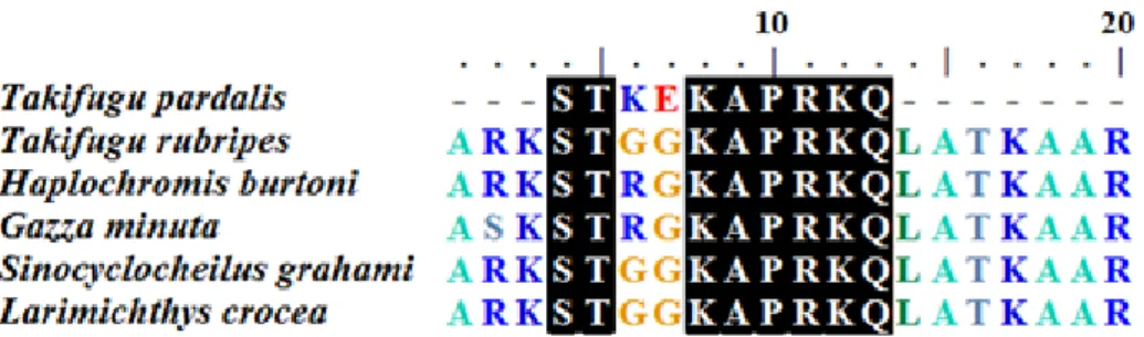 Fig.  5.  Alignment  of  the  purified  peptide  amino  acid  sequence  with  the  N-terminus  of  other  histone  H3:  Takifugu  rubripes  (XP_ 