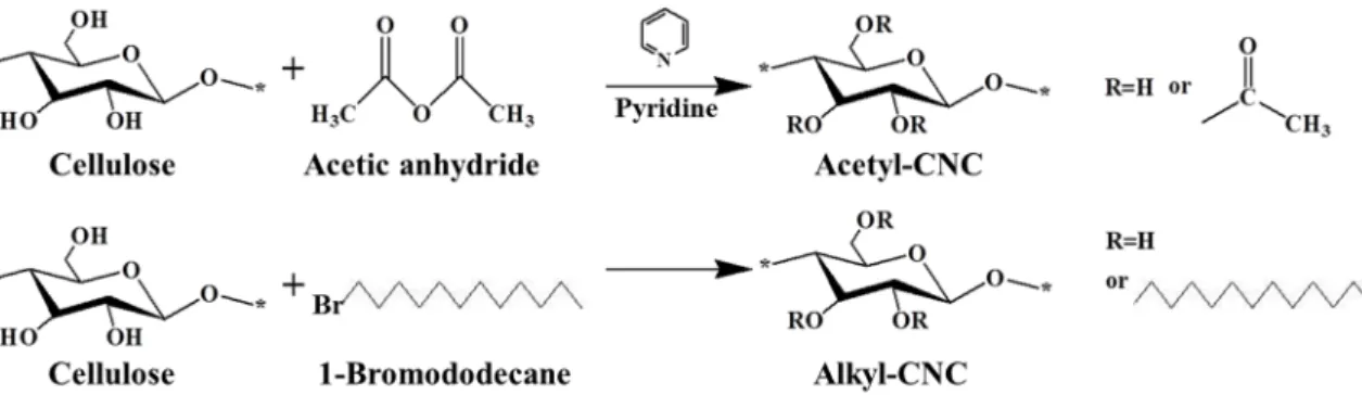 Figure 1. Synthetic procedure for surface modification of CNC. 