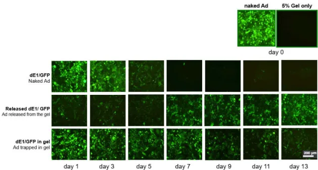 Figure 1.  Comparisons  of  GFP  (Green  Fluorescent  Protein)  expression level by fluorescent 