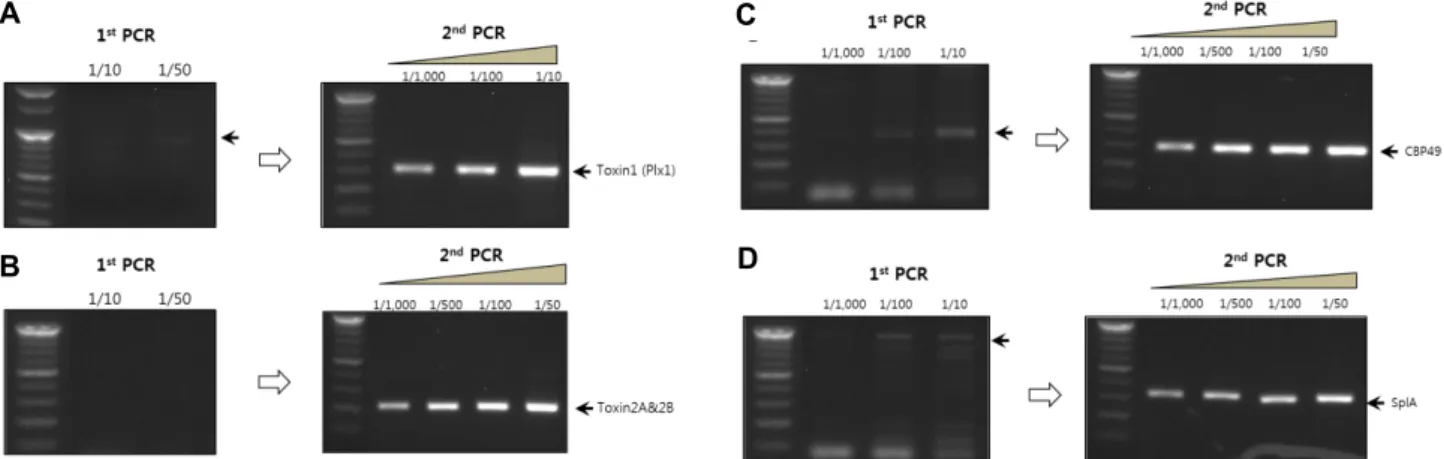 Fig.  2.  PCR  amplification  for  specific  genes  of  P.  larvae.  The  first  PCR  amplification  was  performed  using  the  following  primer  sets;  (A)  toxin  1(plx1)  (B)  toxin  2A&amp;2B  (C)  CBP49  (D)  splA