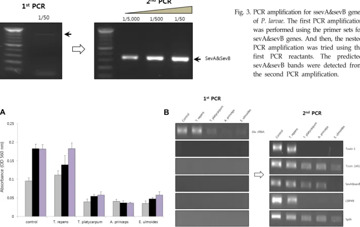 Fig.  3.  PCR  amplification  for  ssevA&amp;sevB  genes  of  P.  larvae.  The  first  PCR  amplification  was  performed  using  the  primer  sets  for  sevA&amp;sevB  genes