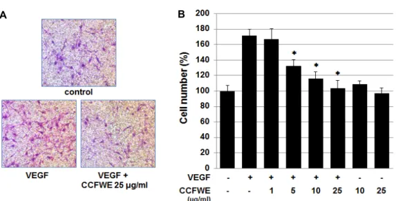 Fig.  4.  Effect  of  CCFWE  on  invasion  and  MMP  expression  in  HUVECs.  (A)  HUVEC  invasion  was  studied  using  a  Transwell  plate