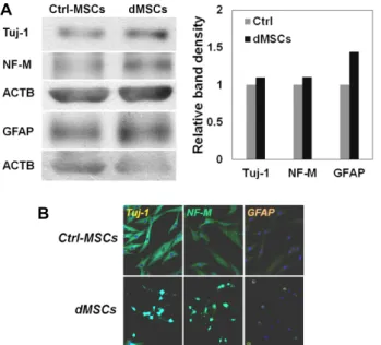 Fig.  3.  The  reduction  of  GFAP  positive  cells  in  PDE4  inhibited  dMSCs.  (A)  Astrocyte  specific  marker  GFAP  was   vi-sualized  in  non-differentiated  MSCs  (Ctrl-MSCs)  and  differenetiated  MSCs  with  rolipram  or  resveratrol   treat-ment