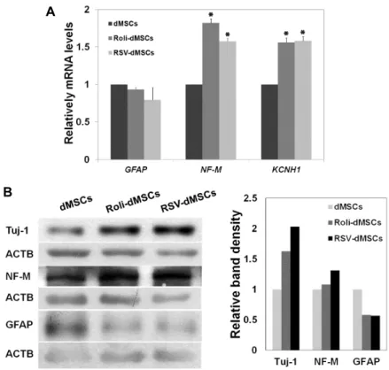 Fig.  4.  Decreased  expression  of  GFAP  in  Roli-  and  RSV-dMSCs.  (A)  The  expression  of  neuronal  markers  NF-M,  KCNH1,  and  astrocyte  marker  GFAP  were  measured  by  real-time  PCR  (A)  and  western  blot  (B)  in  dMSCs,  Roli-  and  RSV-d