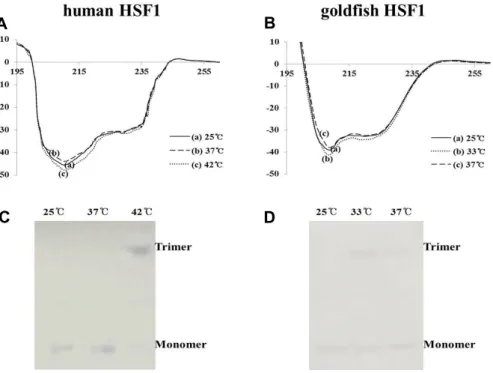 Fig.  3.  Characterizations  of  recombinant  hmHSF1  and  gfHSF1  (A  and  B).  A,  Circular  dichroism  analysis  of  heat  stressed  hmHSF1