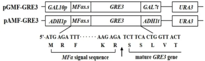 Fig.  1.  Schematic  of  the  xylose  reductase  expression  plasmids,  pGMF-GRE3  and  pAMF-GRE3