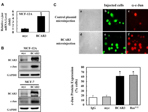 Fig.  1.  Transient  introduction  of  BCAR3  plasmid  by  transfection  or  microinjection  induced  c-Jun  protein  expression  in  cell  cycle-ar- cycle-ar-rested  MCF-12A  and  MCF-7  cells