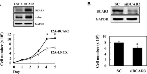 Fig.  2.  Effects  of  BCAR3  on  proliferation  of  MCF-12A  cells.  (A)  MCF-12A  cells  were  stably  transfected  with  50  ng  of  BCAR3  (12A-  BCAR3)  or  empty  LNCX  vector  (12A-LNCX),  and  clones  were  obtained  after  G418  selection