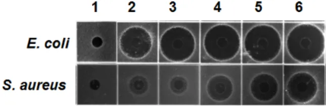 Fig.  1.  Antimicrobial  acitivity  against  E.  coli  and  S.  aureus  of  the  hemolymph  in  various  bacterial-challenged  H