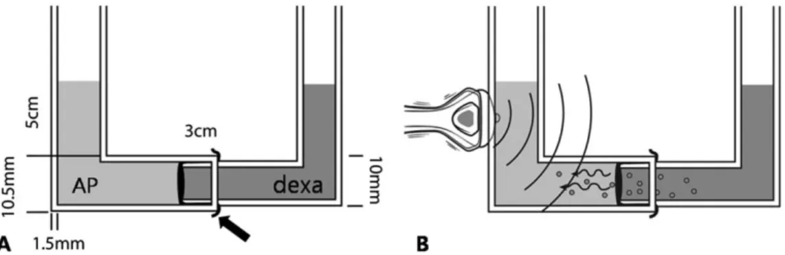 Fig. 2. Size and shape of the acrylic tube. Semipermeable membrane was inserted between the tubes (arrow)