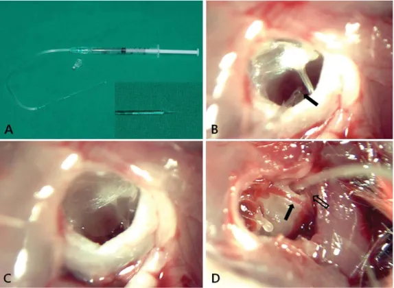 Fig. 4. 90 dBL SPL of noise was applied to mice using a sound box with a high frequency reproducer (A)