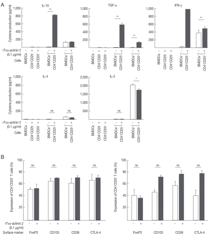 Fig. 5.  rTv α -actinin 2 induce the expression of a regulatory T cell profile in effector T cells