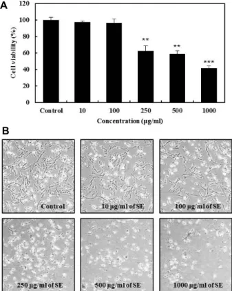 Fig.  1.  Cell  growth  inhibitory  effects  in  RC-58T  cells  treated  with  Sorghum  ethanol  extract  (SE)