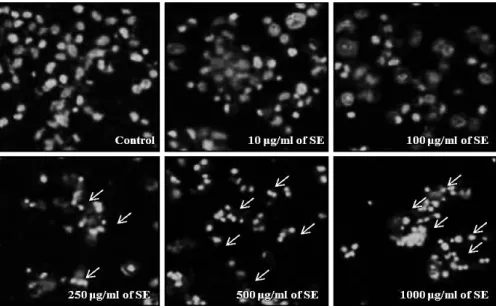 Fig.  2.  Induction  of  apoptotic  cell  death  in  RC-58T/h/SA#4  cells  by  SE.  Cells  were  treated  with  or  without  SE  for  24  hr