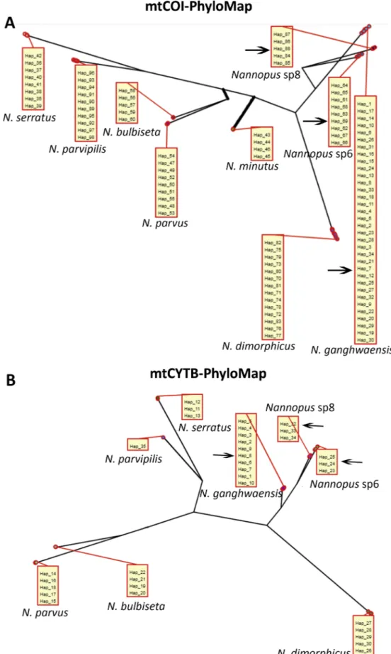 Fig. 4. PhyloMap visualization of bPTP results based on (A) mtCOI and (B) mtCYTB sequences