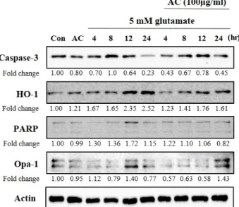 Fig.  5.  Effect  of  ethanol  extract  from  Asparagus  cochinchinesis  (AC)  on  oxidative  toxicity-related  proteins  in   gluta-mate-treated  HT22  cells