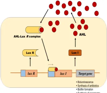 Fig.  1.  Schematic  diagram  of  the  AHL/LuxR/LuxI  type  quorum  sensing  system  in  Gram-negative  bacteria