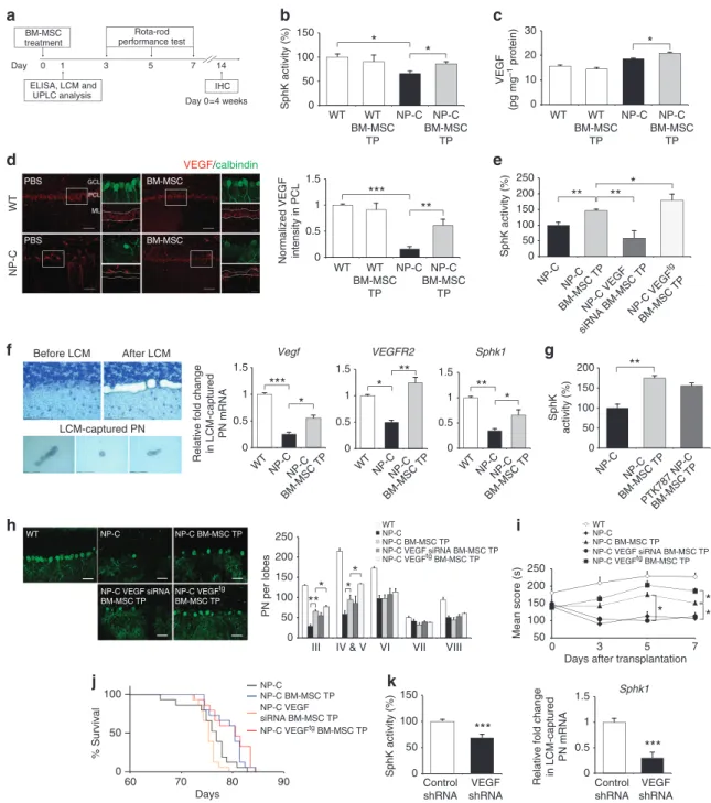 Figure 2 | VEGF from BM-MSCs reduces pathology in PNs of NP–C mice. (a) Protocol of BM-MSC treatment in NP–C mice
