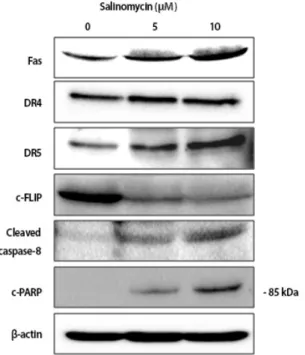 Fig. 3. Effect of salinomycin on extrinsic apoptotic pathway related  protein expression in uterine leiomyoma cells
