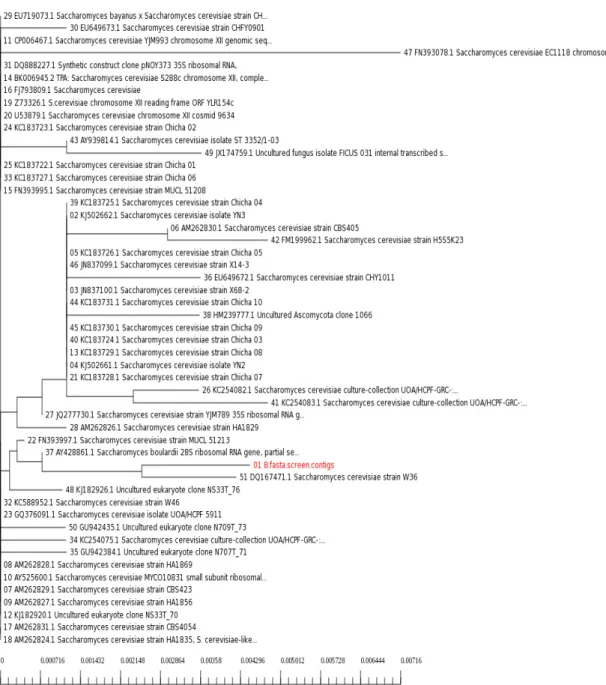 Fig.  1.  Phylogenetic  tree  of  isolated  B  strain  (B.fasta.  screen.  Contig.1)  with  related  species