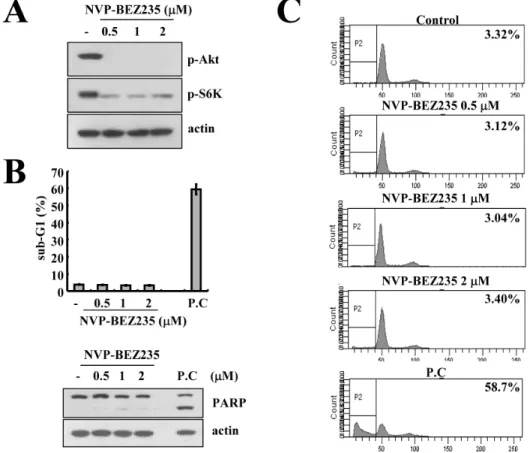 Figure 1. Effect of NVP-BEZ235 on apoptosis in human renal carcinoma Caki cells. Caki cells were treated with the indicated concentrations of NVP-BEZ235 for 48 h