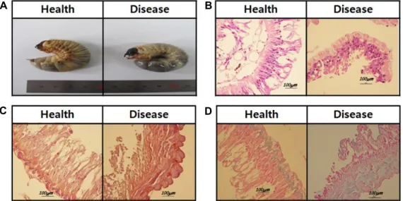 Fig.  1.  Morphological  changes  caused  by  OrNV  infection.  (A)  Visual  comparison  of  both  a  OrNV-infected  larva  (left)  and  a  healthy  larva  (right)