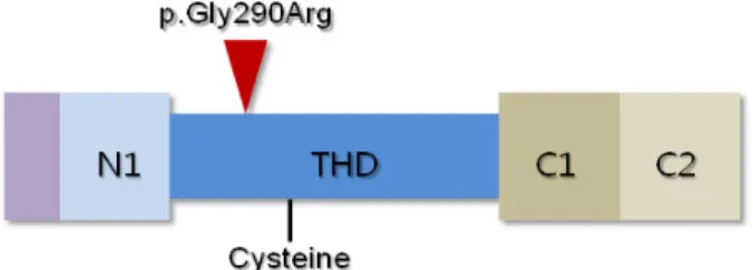 Figure 3. A schematic diagram of protein structure encoded  by  COL6A1. The mutation of p.Gly290Arg identified in our  patient is located in N-terminal side from cysteine residue  in triple helical domain (THD).