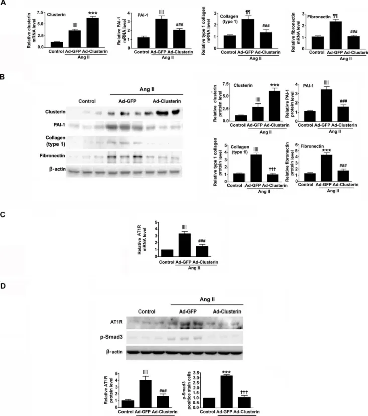 Figure 4. Effects of adenovirus-mediated overexpression of clusterin on Ang II-induced expression of profibrotic genes and AT1R.