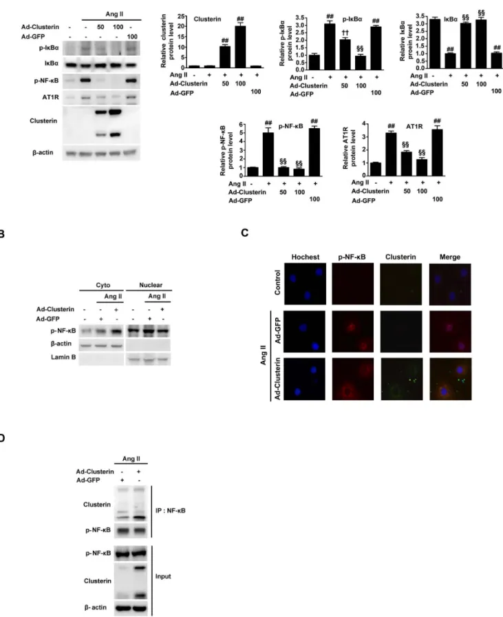 Figure 5. Effect of overexpression of clusterin on Ang II–stimulated NF-kB activation