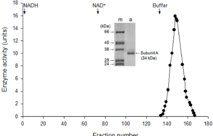 Fig.  1.  Native-polyacrylamide  gel  electrophoresis  zymograms  of  LDH  isozymes  in  various  tissues  from  bluegill  (L
