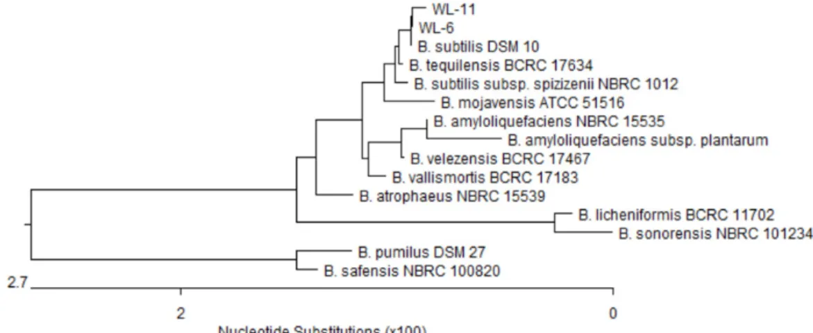 Fig.  1.  Phylogenetic  tree  based  on  16S  rRNA  gene  sequence  comparisons  indicating  the  position  of  isolated  strains,  WL-6  and  WL-11,  and  related  type  species  of  the  genus  Bacillus