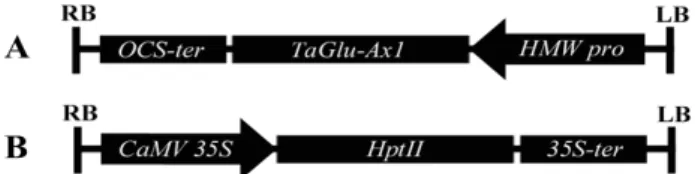 Fig.  1.  Vector  constructs  expressing  the  TaGlu-Ax1  (upper  panel)  and  hygromycin  phosphotransferase  II  (HPTII)  (lower  panel)  genes  in  the  binary  vectors
