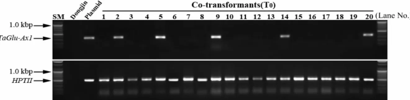 Fig.  2.  Identification  of  T 0   plants  by  gene  specific  primer  sets.  TaGlu-Ax1  (upper  panel)  and  HPTII  (lower  panel)  genes  were  amplified  using  TaGlu-Ax1  and  HPTII  specific  primer  sets,  respectively