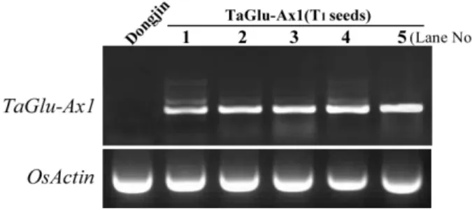 Table  1.  Co-transformation  efficiency  calculated  during  re- re-generation  in  rice-transformation  experiments