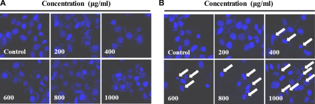 Fig.  3.  Nuclear  fragmentation  induced  by  ABEG  and  AEG  for  24  hr  in  RC58T/h/SA#4  cancer  cells