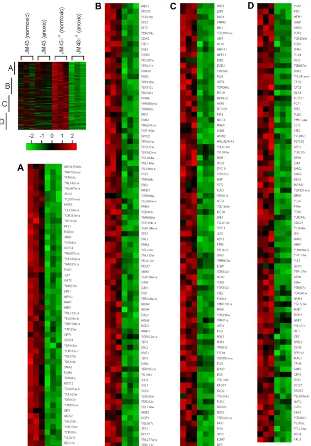 Fig.  7.  Category  VI  aerobic  genes.  In  a  left  margin,  a  microarray  heat  map  shows  Category  VI  aerobic  genes  that  are  down-regulated  in  anoxic  JM43ρ 0   cultures  but  not  in  anoxic  JM43  cultures  relative  to  their  matching  no